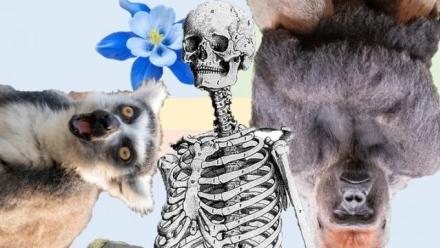 Biological Anthropology Quiz Battle Royale