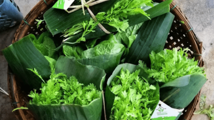Organic farmers reassemble their Local in Central Vietnam
