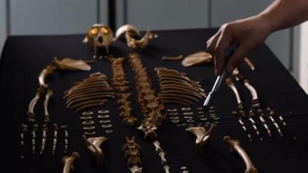 Craniometric differences in mountain gorilla populations: New skeletal material from Bwindi Impenetrable Forest, Uganda
