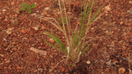 Foragers or farmers? Dark Emu and the Debate over Aboriginal Agriculture