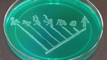 Beyond sequence comparisons - studying human evolution in the age of functional genomics