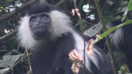The evolution of tiered social organizations: The case of the Rwenzori colobus