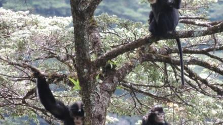 Feeding habits and conservation biology of the Black snub-nosed monkey (Rhinopithecus strykeri)