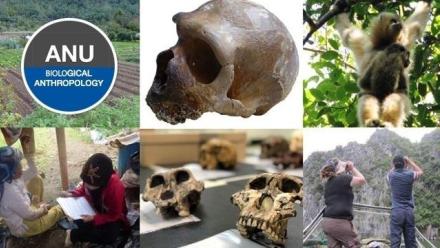 Orangutans in the past, now, and in the future