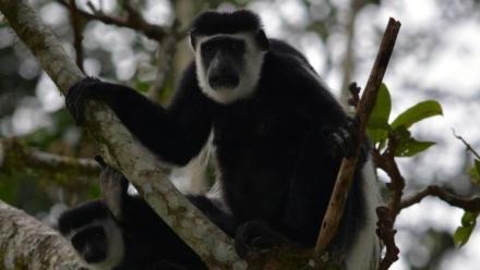 Biological Anthropology Public Lecture 2018 - New insights into nutrient balancing of apes and monkeys in tropical forests