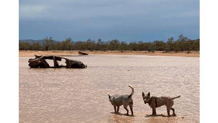 An image featured within a section of Yasmine Musharbash’s manuscript titled Dogs of Dystopia. Image credit: Yasmine Musharbash