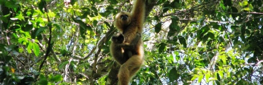 Primatology Research Group