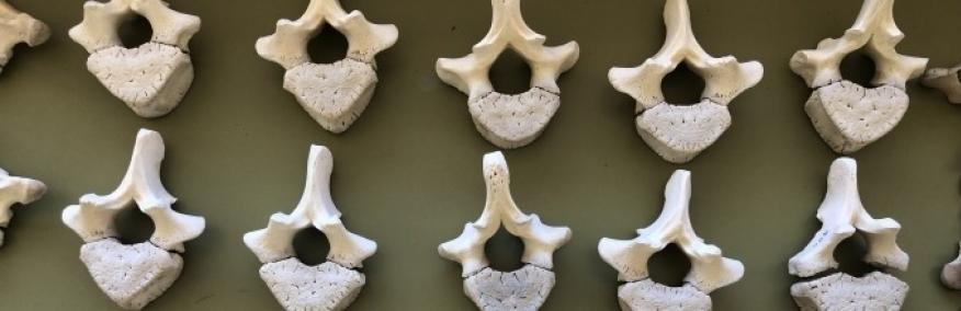 Zooarchaeology Collection