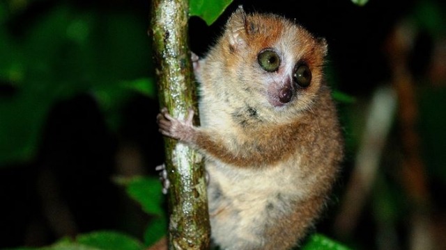 Olfactory predator recognition in the Brown Mouse Lemur | School of ...