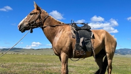 Nutag: Homeland to Horses and Humans in Mongolia