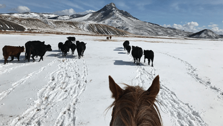 Horseback Ethnography and Multispecies Intersectionality