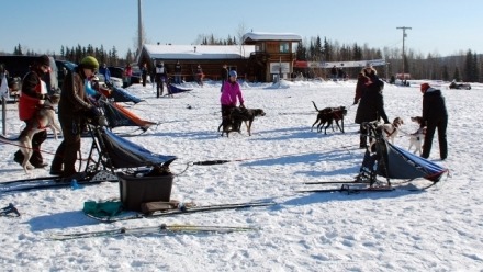 Teaming up with Animals: The Making of Canine and Human Athletes in the Alaska Dog Mushing Community of Practice