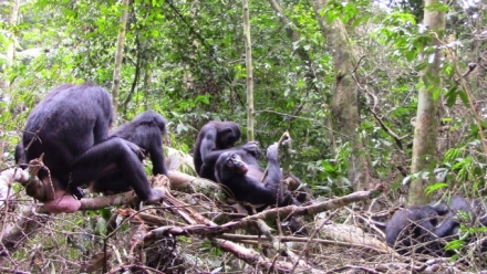 Peaceful neighbours? Intergroup behaviour in wild bonobos