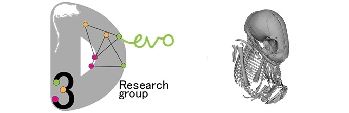 3D imaging, Evo-Devo Research Group