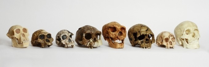 Biological Anthropology Collection
