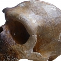 Paleoanthropology and Primate Evolutionary Biology Research Group