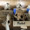 Zooarchaeology Collection